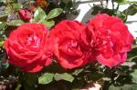 3-rosas.jpg